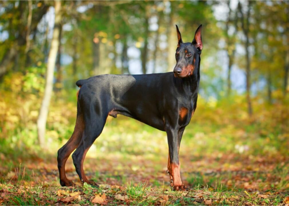 #11. Doberman pinscher